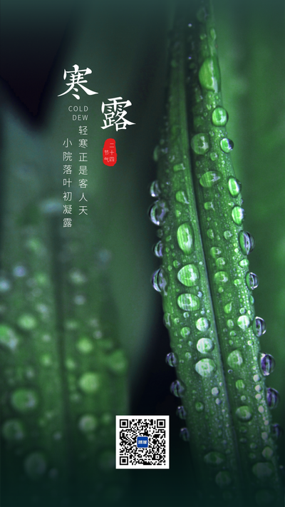 二十四节气寒露露珠海报