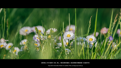 夏日唯美句子小雏菊 小清新 壁纸