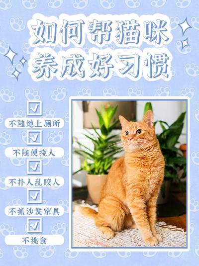 猫咪,宠物,好习惯,训练,小红书配图