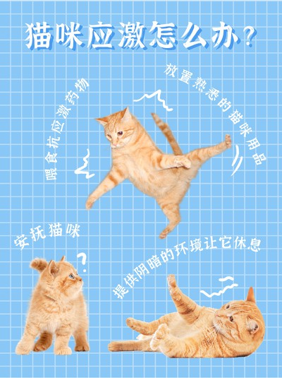 猫咪应激,方法,养猫,小红书配图